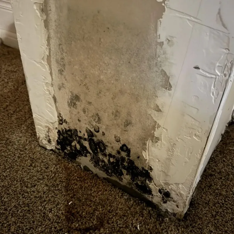 Professional Mold Removal in Diablo, CA